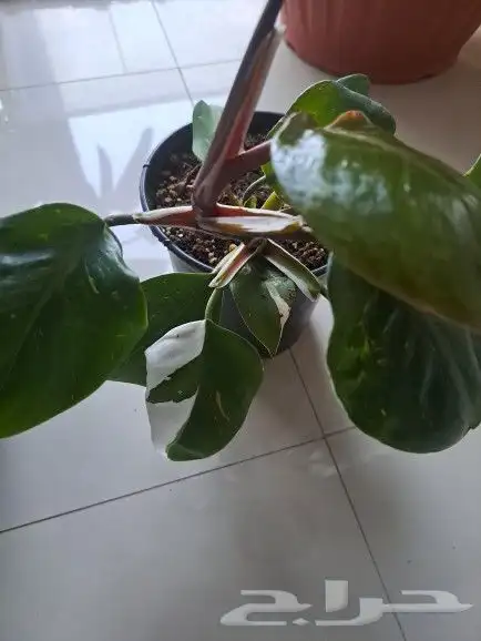 نبتة داخلية وايت نايت تم البيع 0