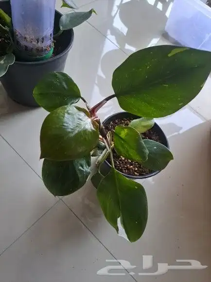 نبتة داخلية وايت نايت تم البيع 1