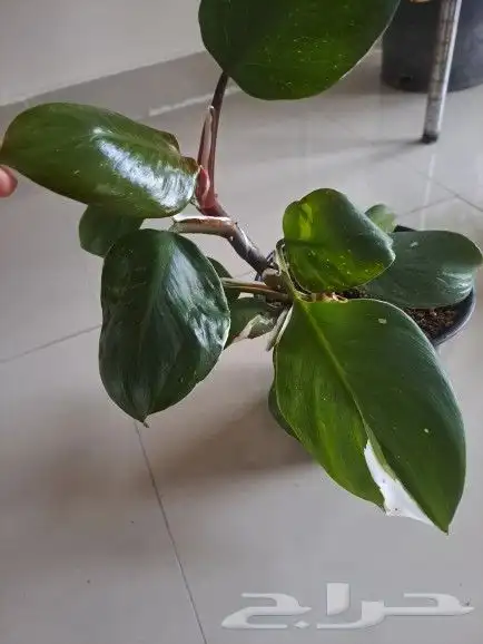 نبتة داخلية وايت نايت تم البيع 2