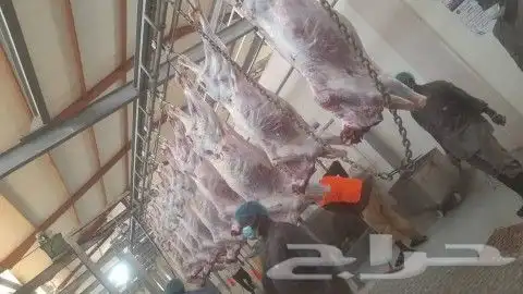 نوفر لموسم رمضان والحج باذن الله اغنام 3