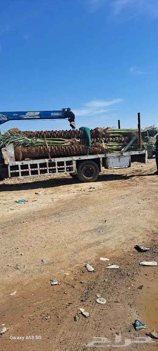 نخل للبيع مكه المكرمه جده 2