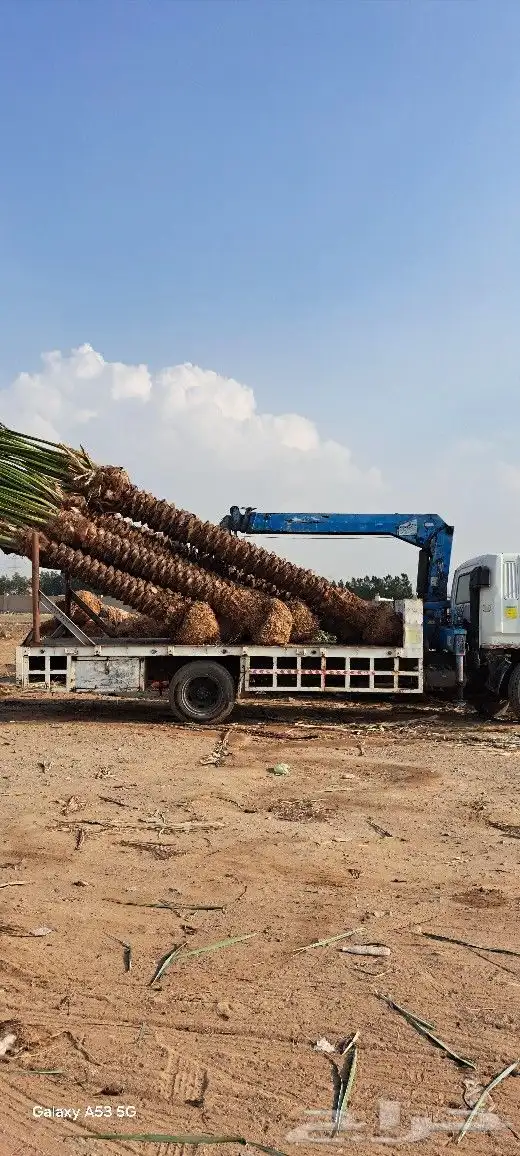 نخل للبيع مكه المكرمه جده 8