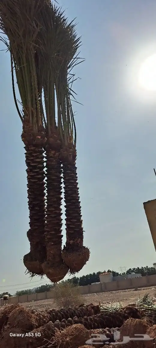 نخل للبيع مكه المكرمه جده 7