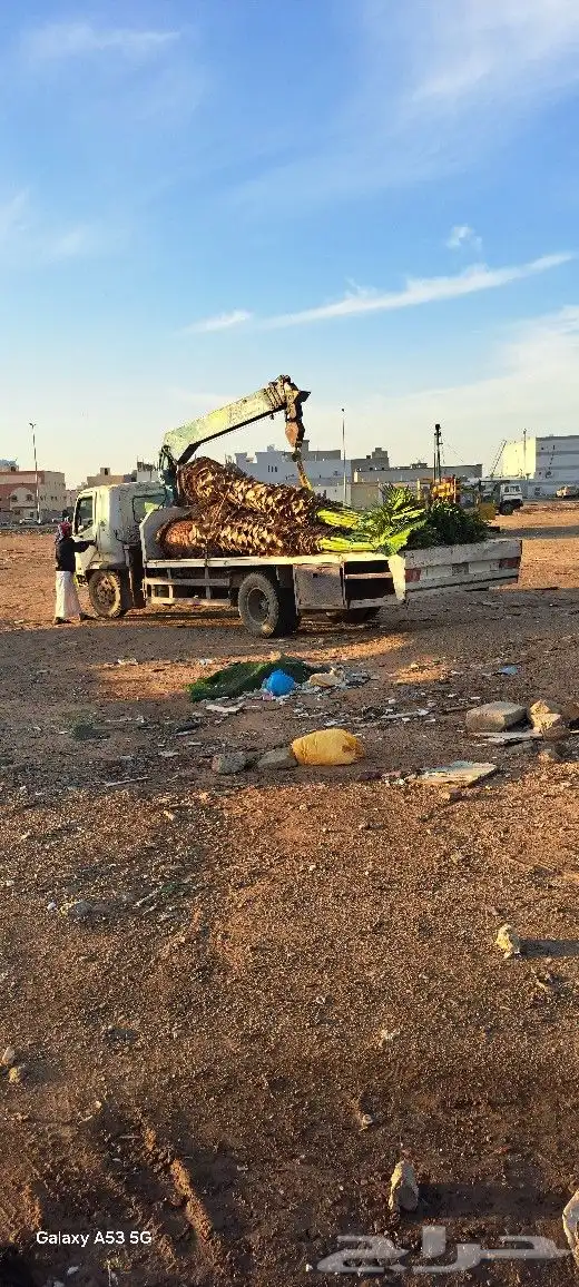 نخل للبيع مكه المكرمه جده 1