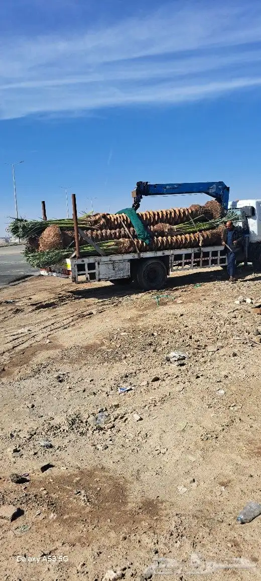 نخل للبيع مكه المكرمه جده 4