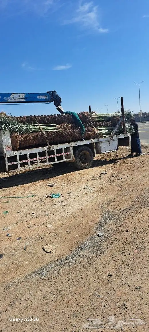 نخل للبيع مكه المكرمه جده 3