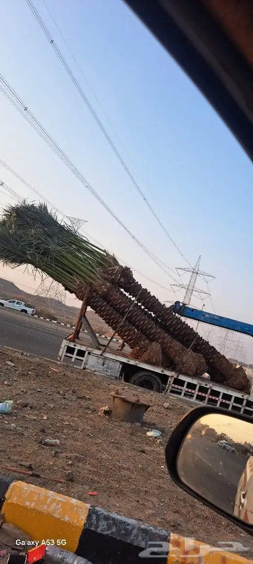 نخل للبيع مكه المكرمه جده 6