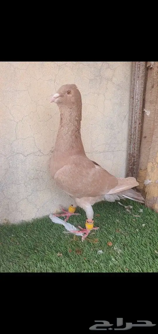 حمام ابونضاره وريحاني 5