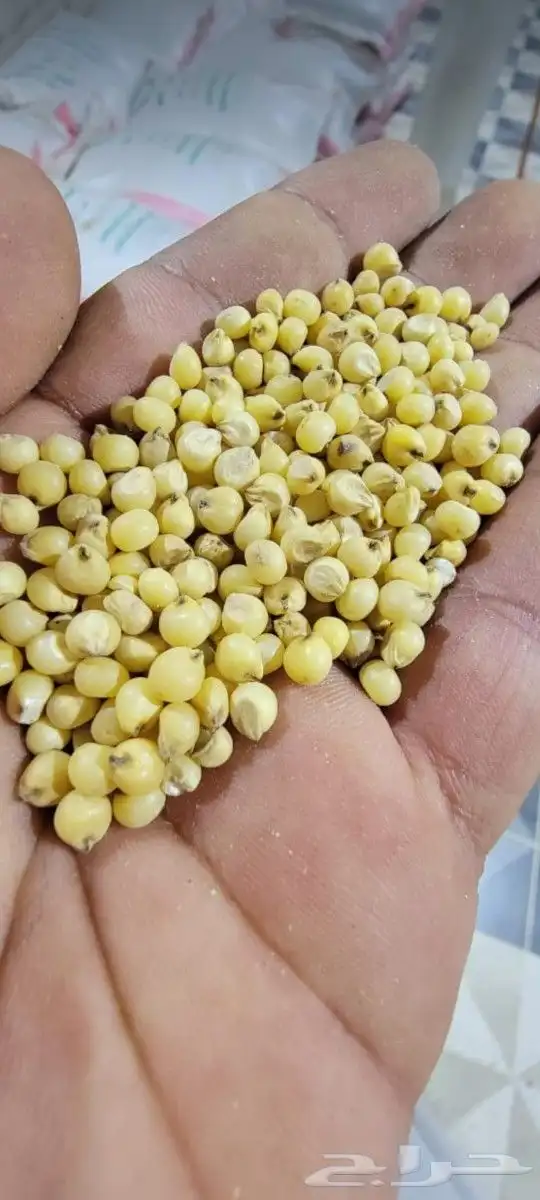 ذره صفرا ذهبيه حبه كبير يمني 0