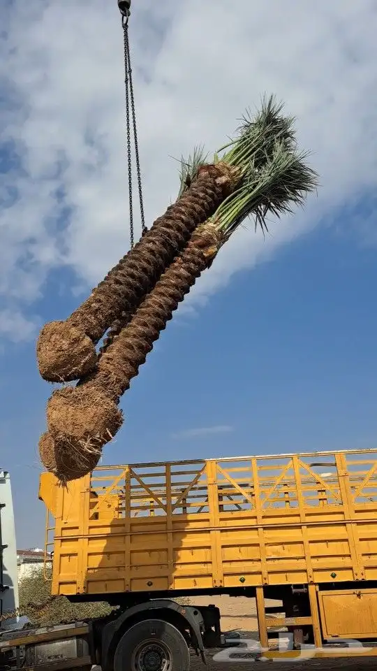 نخل للبيع مكه المكرمه جده 9