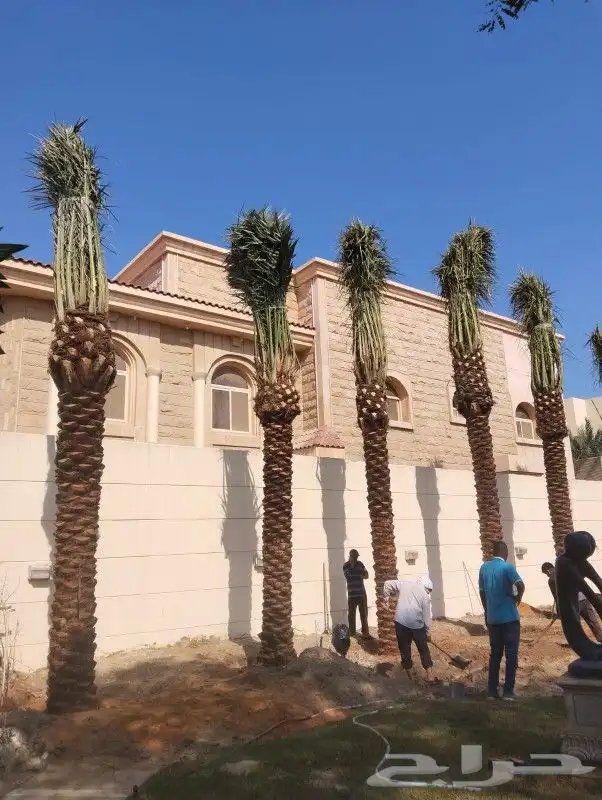زراعه نخيل 3