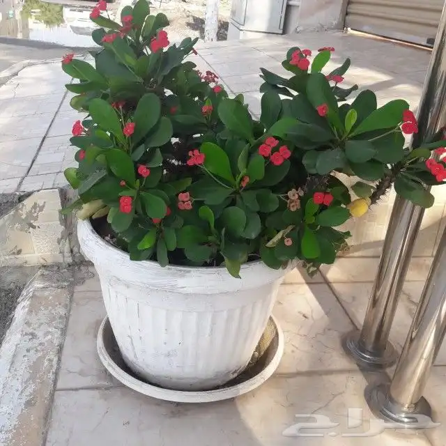 تنسيق حدائق جدة و مكه 14