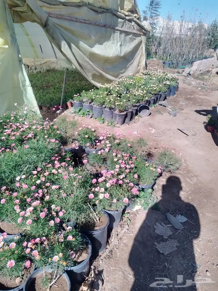 تنسيق حدائق وشبكات ري وقص الأشجار المثمره و ترتيب الشجر الزي 11