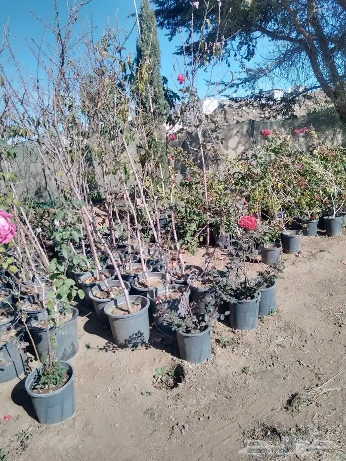 تنسيق حدائق وشبكات ري وقص الأشجار المثمره و ترتيب الشجر الزي 24