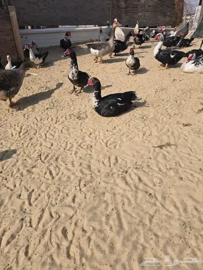 بط مسكوفي مصري 0