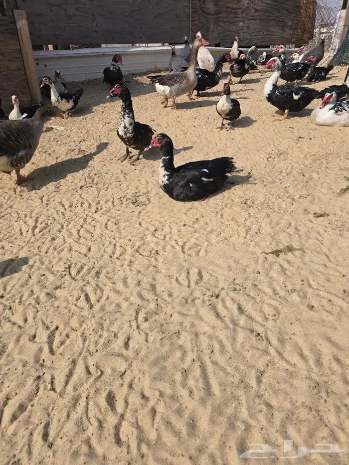 بط مسكوفي مصري 0