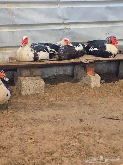 بط مسكوفي مصري 3