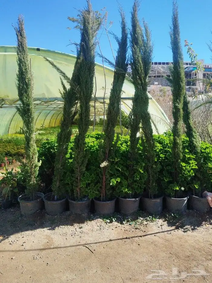 تنسيق حدائق وشبكات ري وقص الأشجار المثمره و ترتيب الشجر الزي 7