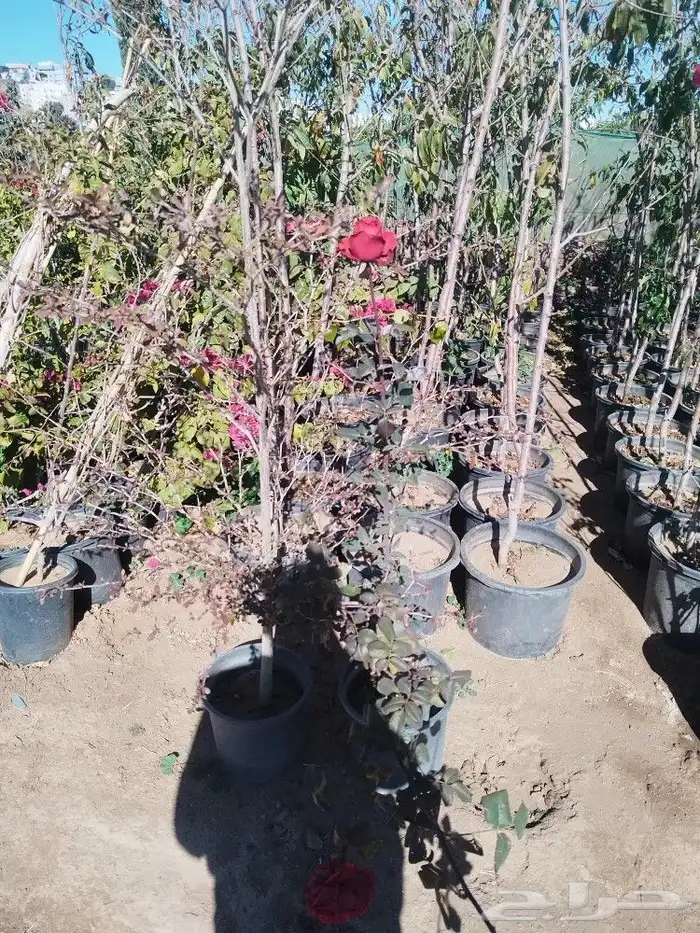 تنسيق حدائق وشبكات ري وقص الأشجار المثمره و ترتيب الشجر الزي 22