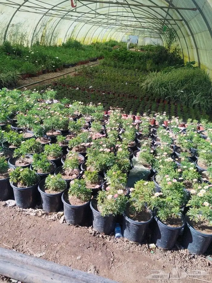 تنسيق حدائق وشبكات ري وقص الأشجار المثمره و ترتيب الشجر الزي 15