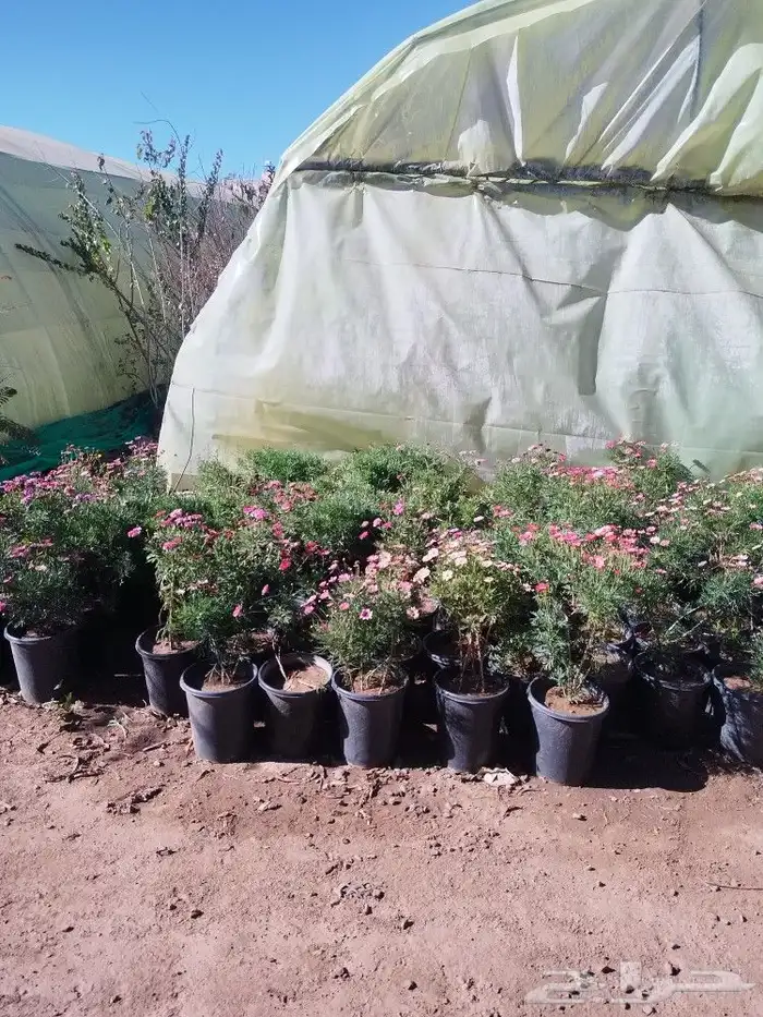 تنسيق حدائق وشبكات ري وقص الأشجار المثمره و ترتيب الشجر الزي 3