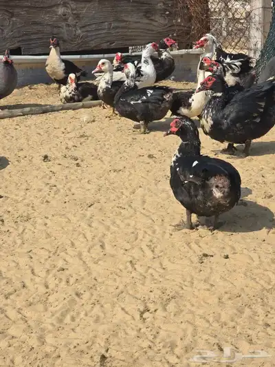 بط مسكوفي مصري 1