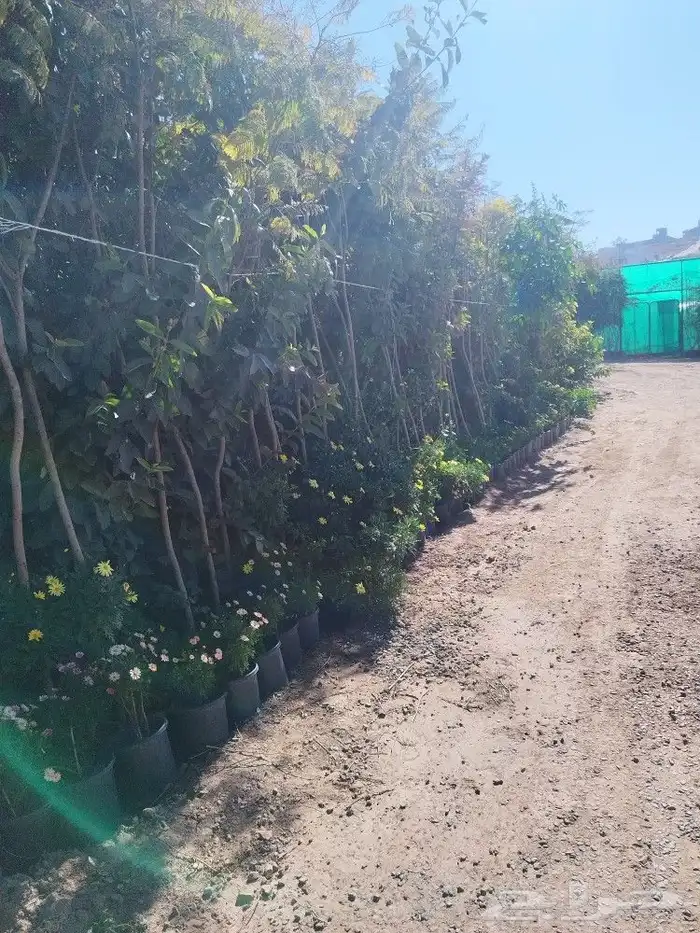 تنسيق حدائق وشبكات ري وقص الأشجار المثمره و ترتيب الشجر الزي 2