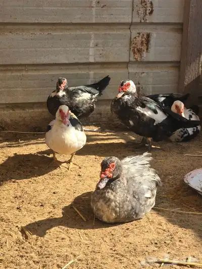 بط مسكوفي مصري 2