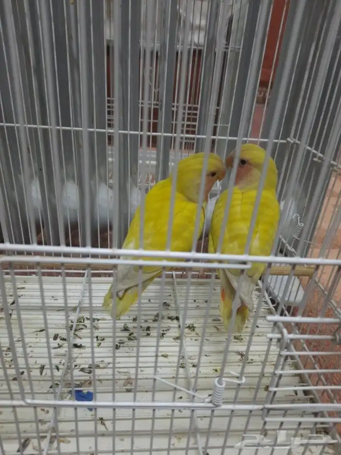 روز جامبو 0