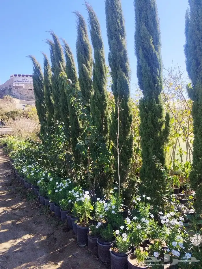 تنسيق حدائق وشبكات ري وقص الأشجار المثمره و ترتيب الشجر الزي 12