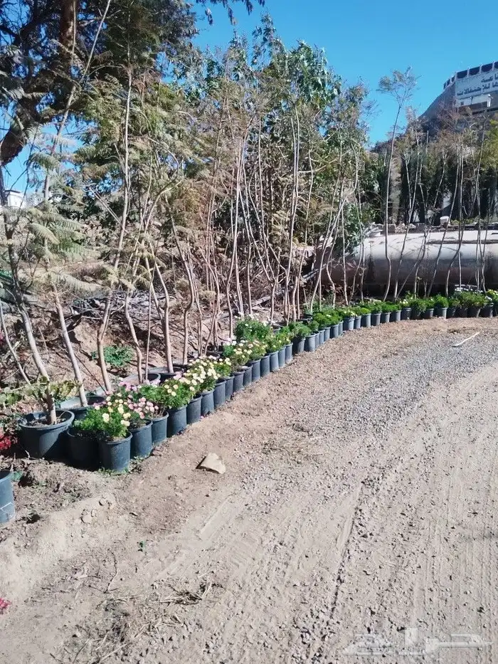 تنسيق حدائق وشبكات ري وقص الأشجار المثمره و ترتيب الشجر الزي 14