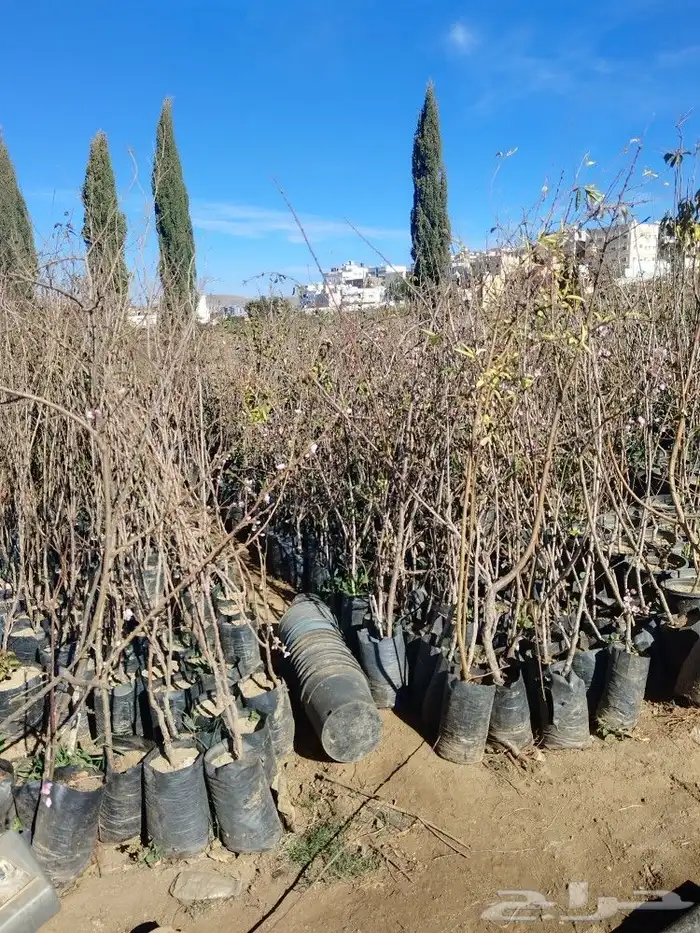 تنسيق حدائق وشبكات ري وقص الأشجار المثمره و ترتيب الشجر الزي 21