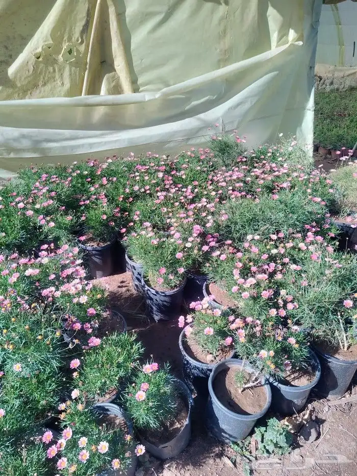 تنسيق حدائق وشبكات ري وقص الأشجار المثمره و ترتيب الشجر الزي 19