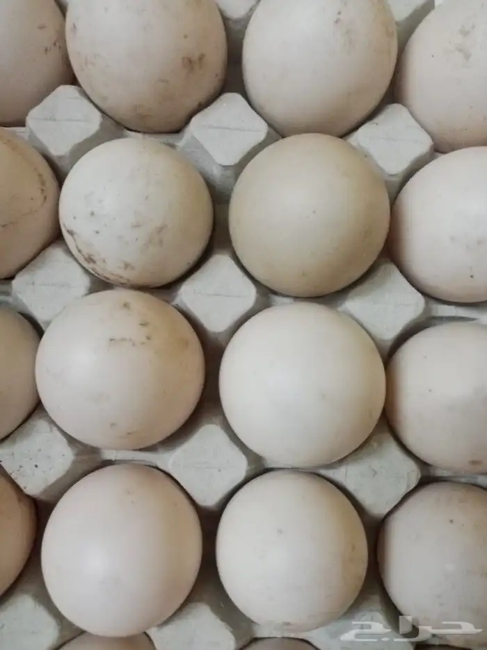 بيض بط بح مخصب تخصيب عالي القصيم 3