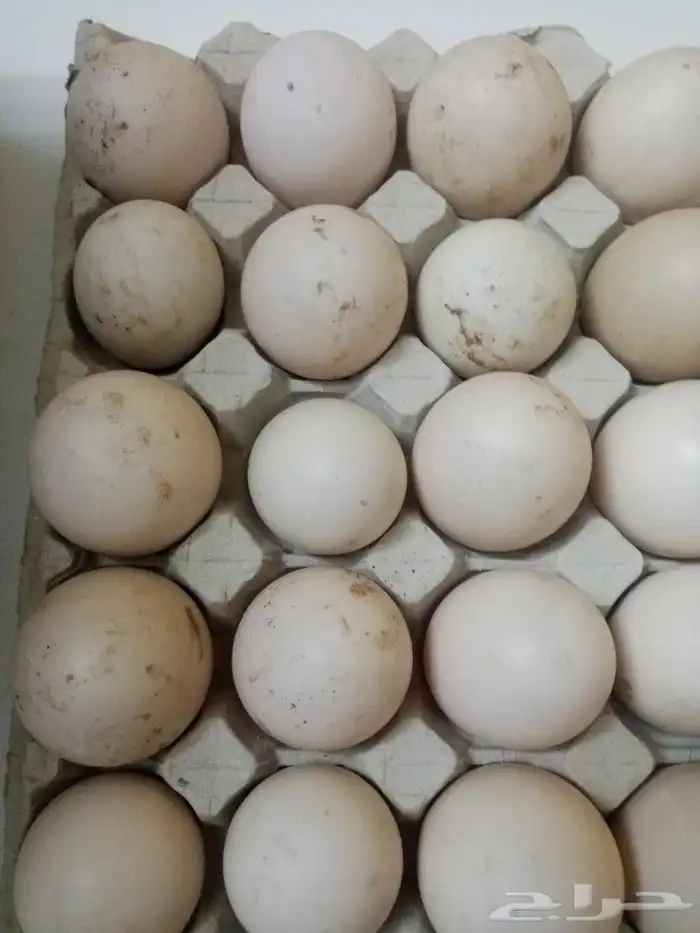 بيض بط بح مخصب تخصيب عالي القصيم 2