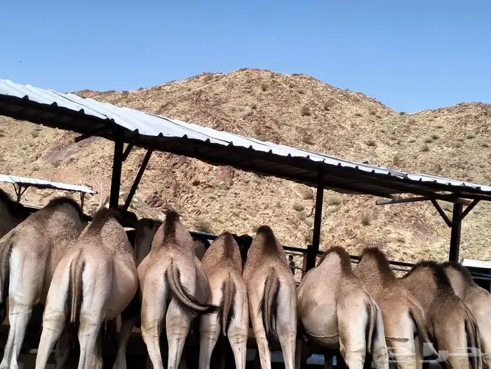 قعدان للبيع كفو العدد 15راس 0