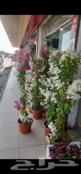 اشجارجهنميه واشجاراخرا الرياض ونوصل الا جميع مدن المملكه 6