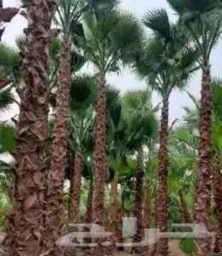 نخل واشنطن 7