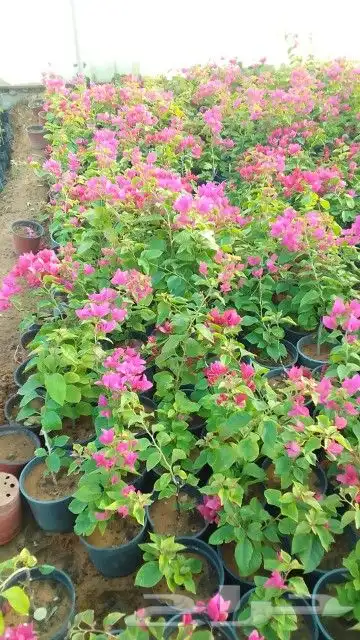 اشجارجهنميه واشجاراخرا الرياض ونوصل الا جميع مدن المملكه 2