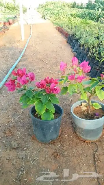 اشجارجهنميه واشجاراخرا الرياض ونوصل الا جميع مدن المملكه 3