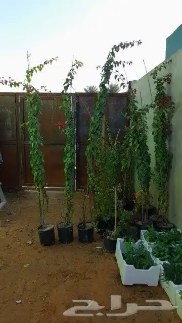 اشجارجهنميه واشجاراخرا الرياض ونوصل الا جميع مدن المملكه 7