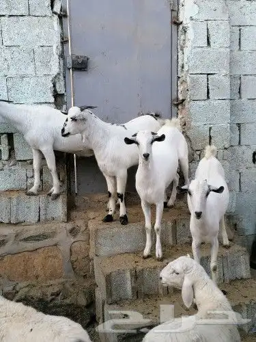 ذبايح حري وتيوس عوارض وجنوبيه مع امكانيه الذبح وتوصيل 5