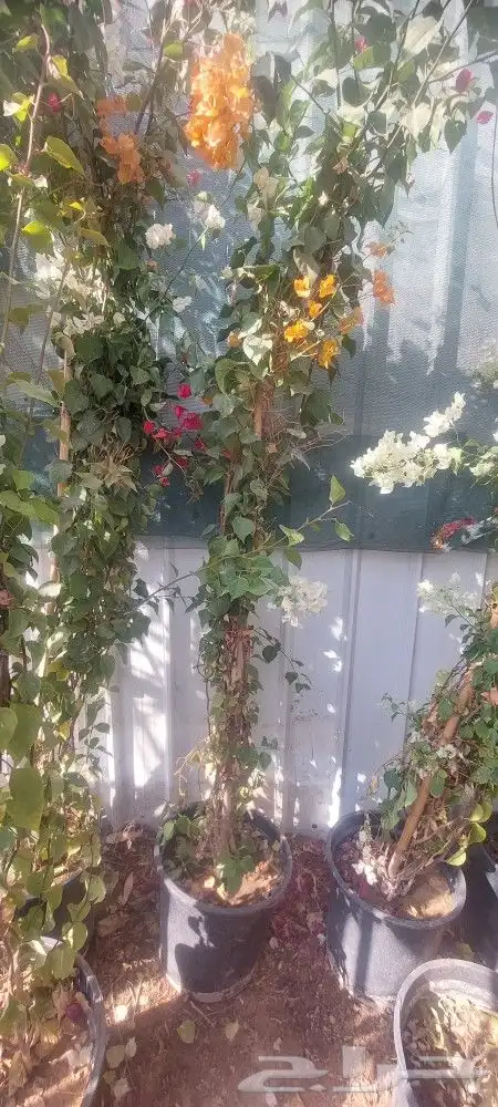 اشجارجهنميه واشجاراخرا الرياض ونوصل الا جميع مدن المملكه 9