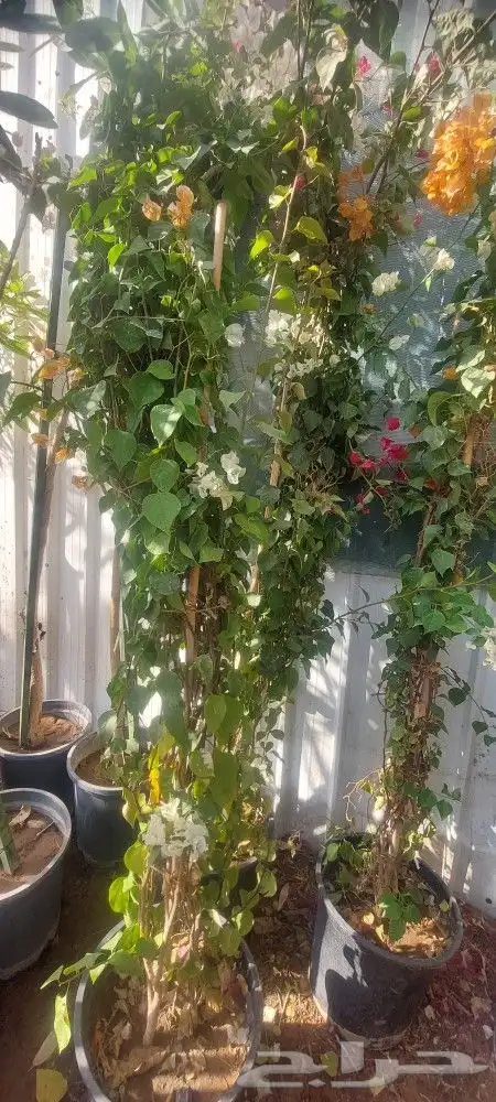 اشجارجهنميه واشجاراخرا الرياض ونوصل الا جميع مدن المملكه 8