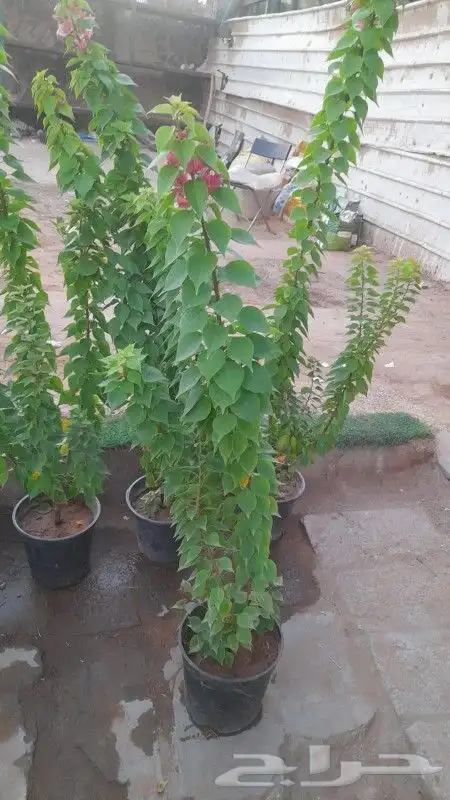 اشجارجهنميه واشجاراخرا الرياض ونوصل الا جميع مدن المملكه 4