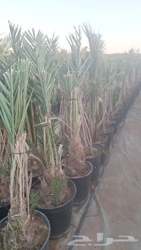 عندما نخل مجذرمثمربانواعه يتم زراعته بي وقت 4
