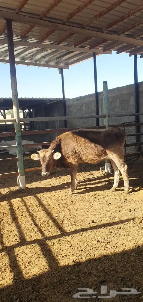 بقره المانيه بكر طيبه 0