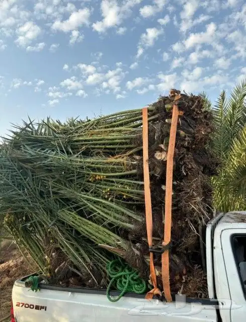 نخل القصيم المثمرة نخيل جوده عاليه 7