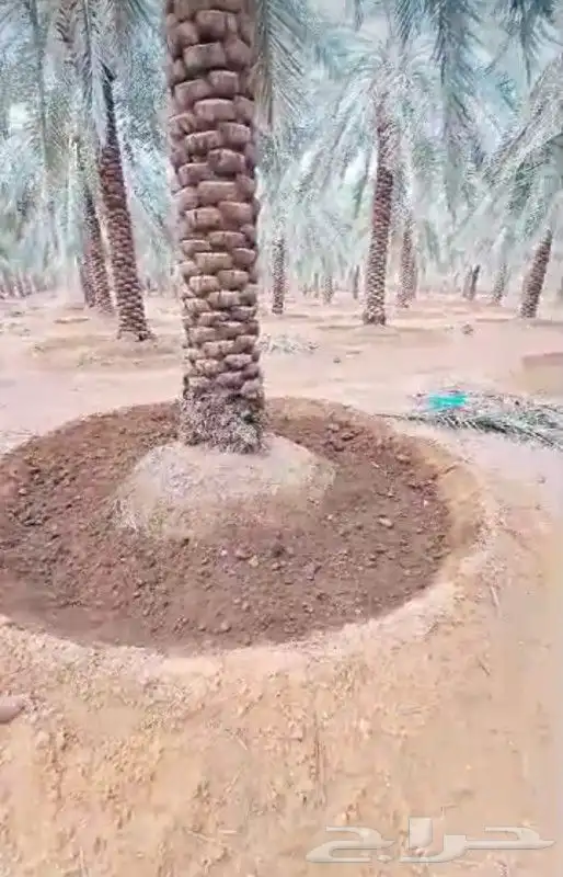 نخل القصيم المثمرة نخيل جوده عاليه 0