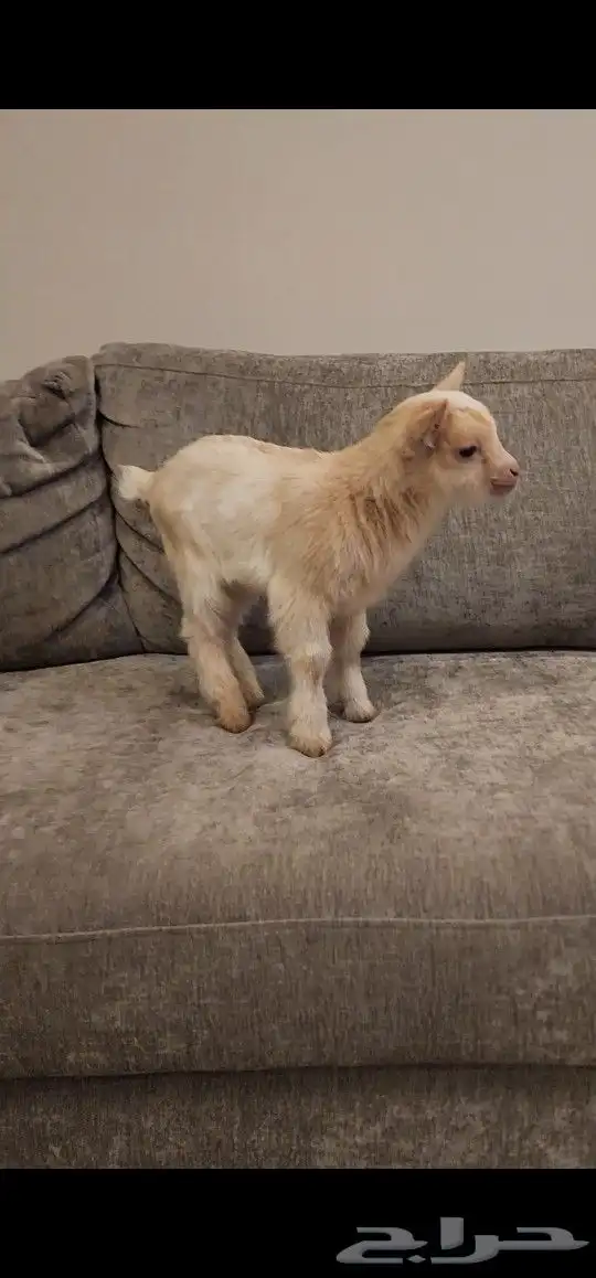 ذكر ماعز قزم ( تم البيع ) 0